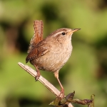 Wrens