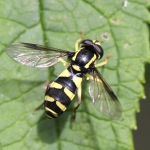 Hoverflies