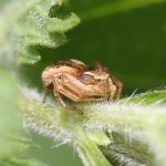 Xysticus cristatus