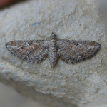70.186 - Yarrow Pug