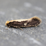12.038 - Monopis obviella