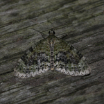 70.200 - Yellow-barred Brindle