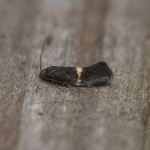 Elachistidae