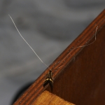 Adelidae