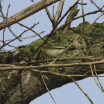 Yellow-browed Warbler