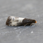 49.292 - Notocelia cynosbatella