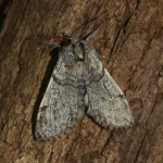 65.016 - Yellow Horned