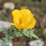 Yellow-horned Poppy