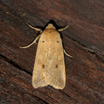 73.190 - Yellow-line Quaker