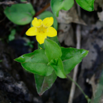 Yellow Pimpernel