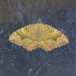 70.059 - Yellow Shell