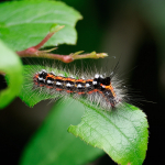 72.013 - Yellow-tail