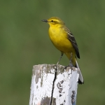 Pipits & Wagtails