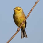 Yellowhammer