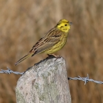 Buntings