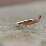 Ypsolophidae