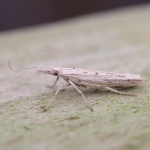 17.001 - Ypsolopha mucronella